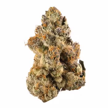 Alpha Cow Marijuana Strain UK
