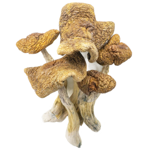 Magic Mushrooms – Guadalajara Mexico