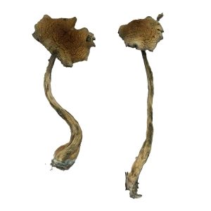 Alacabenzi Magic Mushrooms UK