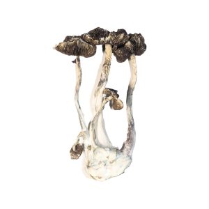 Albino A+ Magic Mushrooms UK