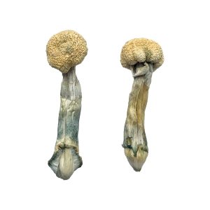 Albino Treasure Coast Magic Mushrooms UK