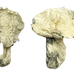 Albino Zilla Magic Mushrooms UK