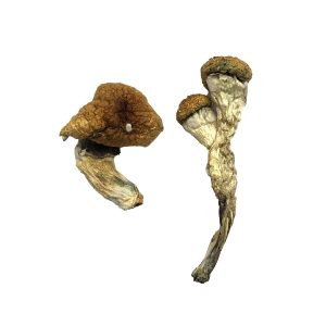 Amazonian Magic Mushrooms UK