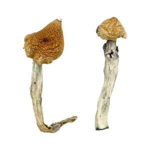 Aztec God Magic Mushrooms UK