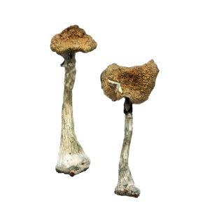 Buy A+ Magic Mushrooms UK